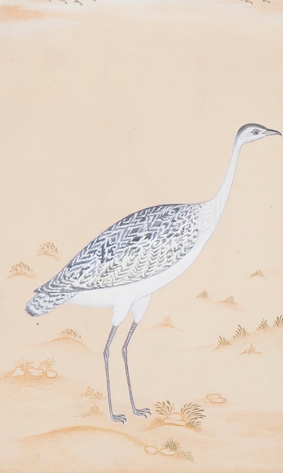 Late 19th century, Persian School, Ornithological study of a bird, watercolour, 17 x 11.5cm